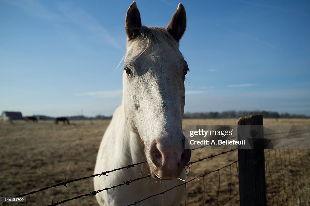 White horse