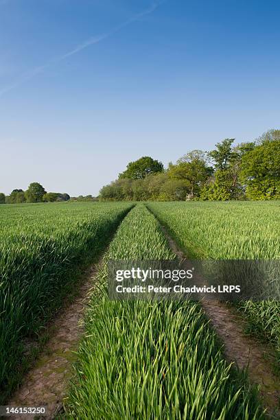 green land - cheshire stock-fotos und bilder