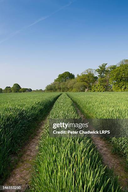 green land - cheshire photos et images de collection