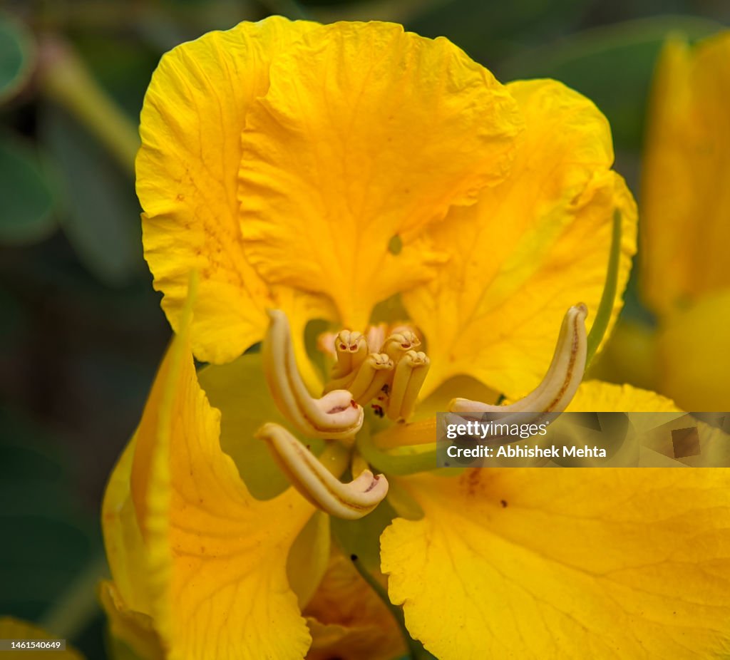 Yellow casia flower macro