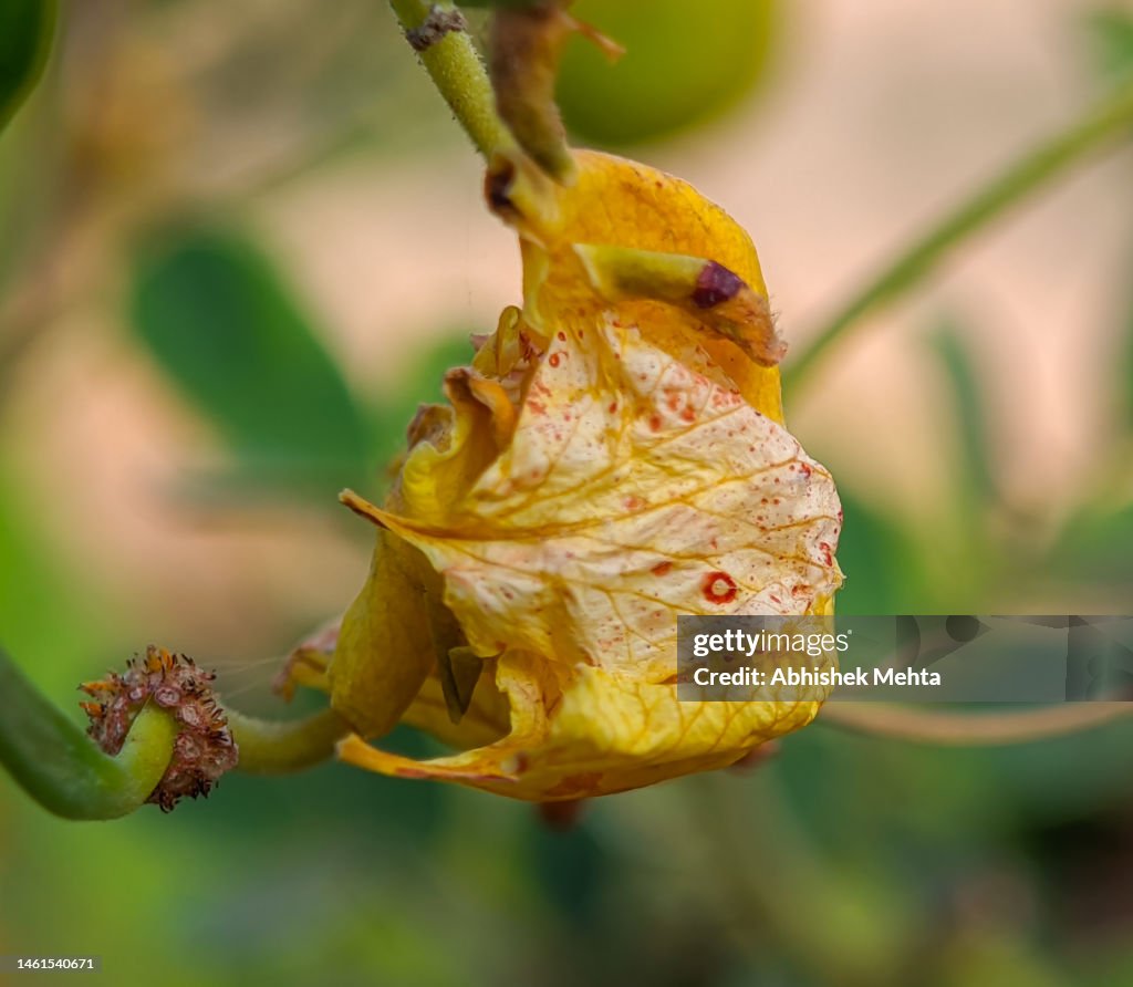 Withered flower