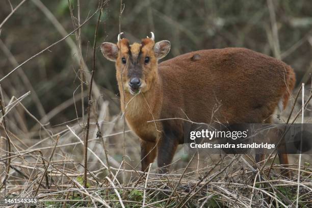 a magnificent buck muntjac deer, muntiacus reevesi, feeding in a field at the edge of woodland in the uk. - muntiacus muntjak photos et images de collection