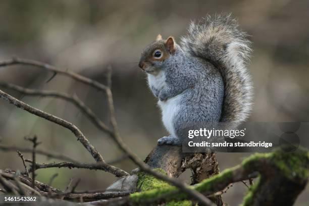 a cute grey squirrel, scirius carolinensis, sitting in a tree in woodland. - ハイイロリス ストックフォトと画像