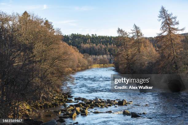 treelined river in scotland, balmoral estate, uk - the river stock pictures, royalty-free photos & images