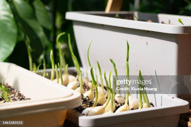 garlic - garlic stock pictures, royalty-free photos & images