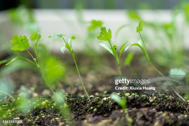 coriander sprouts - coentro imagens e fotografias de stock