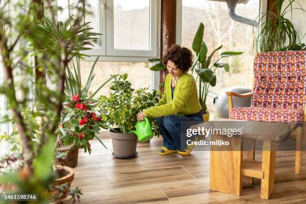 frau kümmert sich um ihre hausgartenpflanzen - adenium obesum stock-fotos und bilder