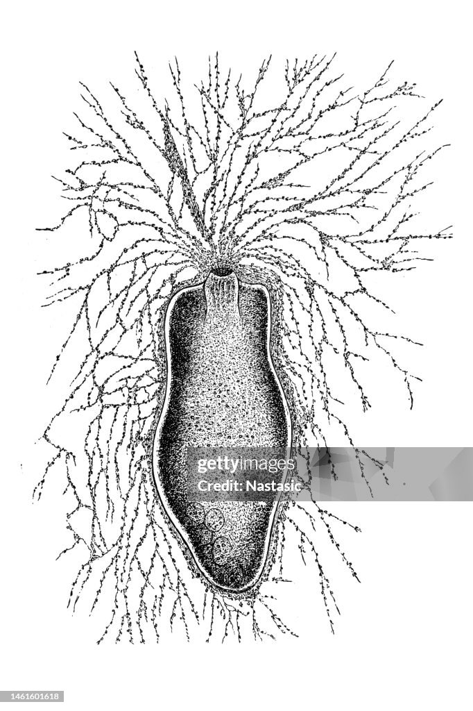 Gromia is a genus of protists, closely related to foraminifera, which inhabit marine and freshwater environments. It is the only genus of the family Gromiidae