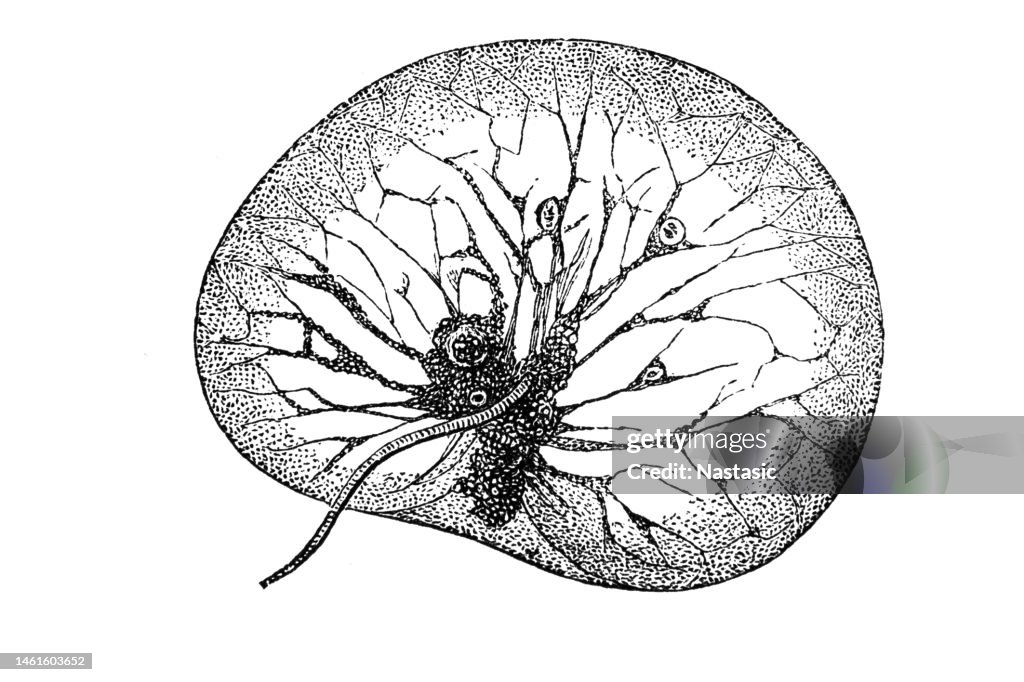 Noctiluca miliaris