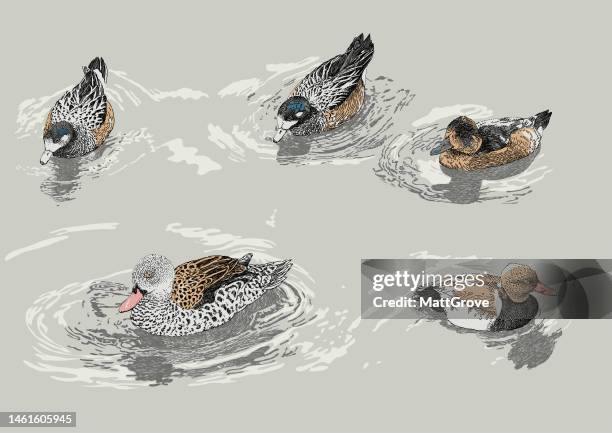 swimming ducks - water bird stock illustrations