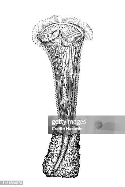 stentor roeselii - stentor stock illustrations