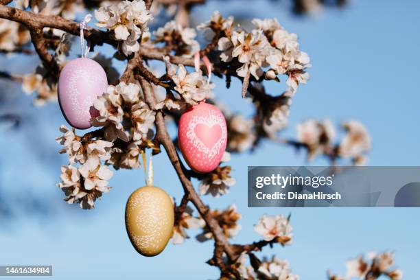 drei selbst bemalte ostereier in drei verschiedenen farben hängen zwischen mandelblüten an einem mandelbaum mit dem blauen himmel im hintergrund - osterei stock-fotos und bilder