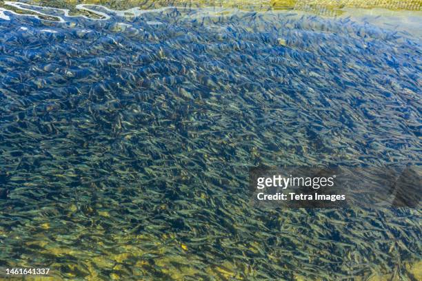 immature trout in fish hatchery pond - fish hatchery stock-fotos und bilder
