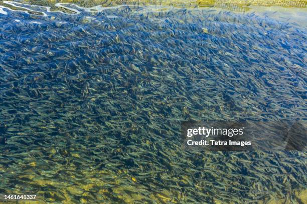 immature trout in fish hatchery pond - fish hatchery stock pictures, royalty-free photos & images