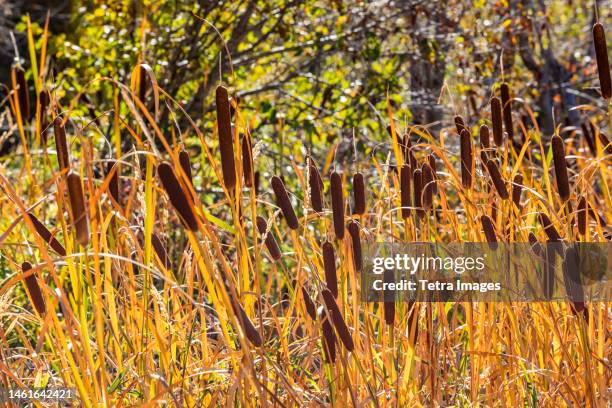 usa, idaho, hailey, cattails growing in marshy area - sala grande foto e immagini stock