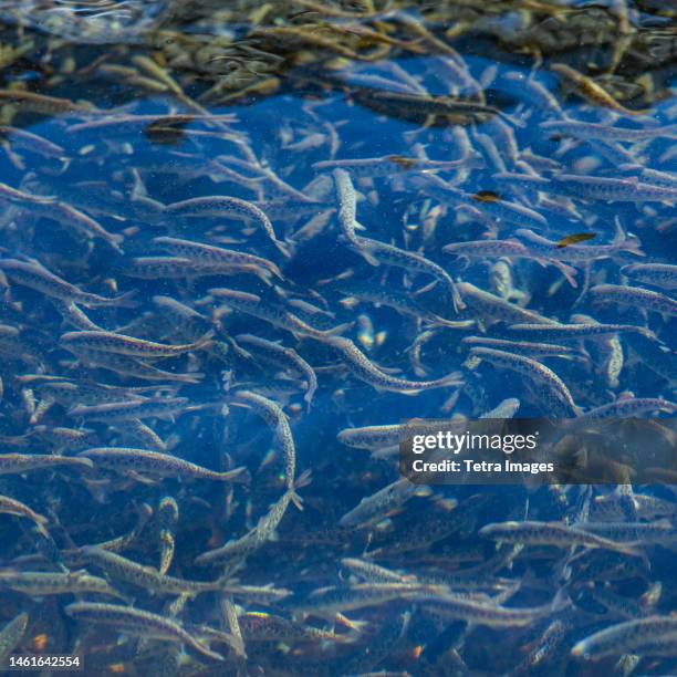 immature trout in fish hatchery ponds - trout stock pictures, royalty-free photos & images