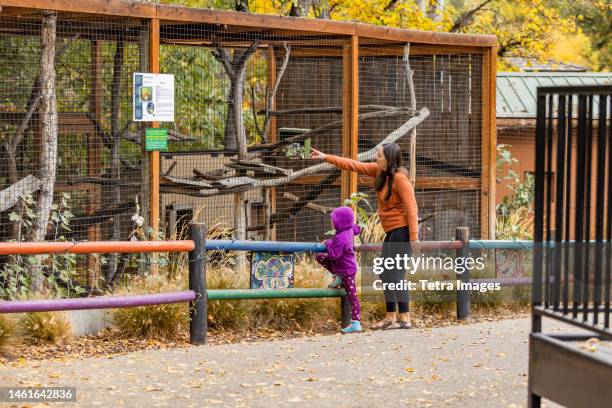 mother and daughter (6-7) visiting boise zoo - zoo cage stock pictures, royalty-free photos & images