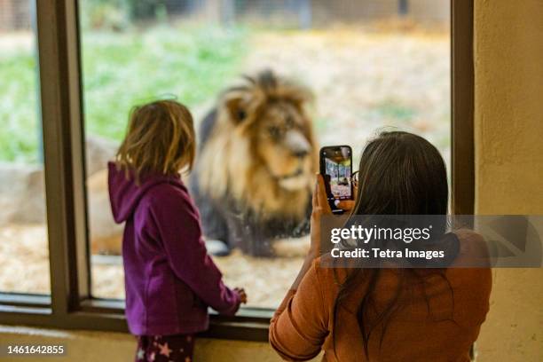 mother and daughter (6-7) photographing african lion at boise zoo - djurpark bildbanksfoton och bilder