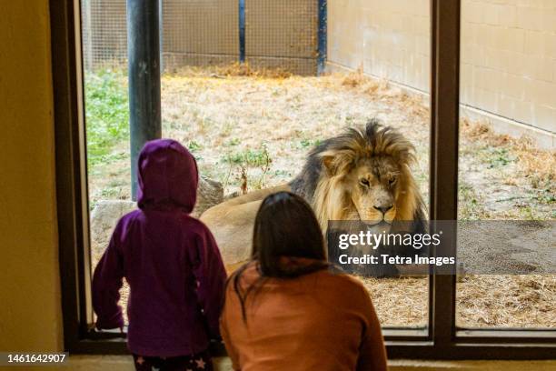 mother and daughter (6-7) looking at african lion at boise zoo - zoo imagens e fotografias de stock