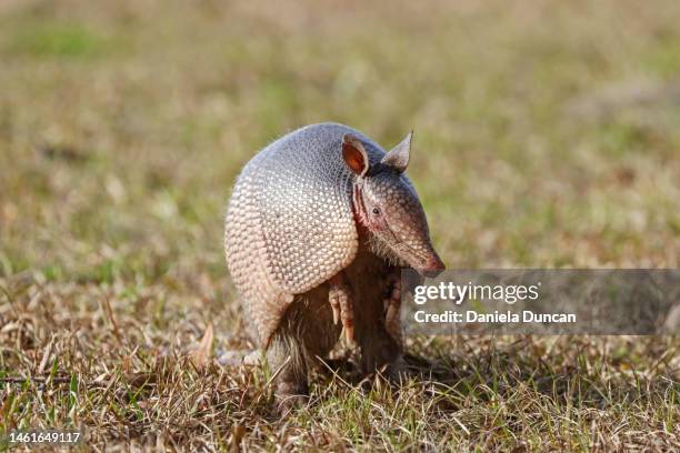 nine-banded long-nosed armadillo - tatu fotografías e imágenes de stock