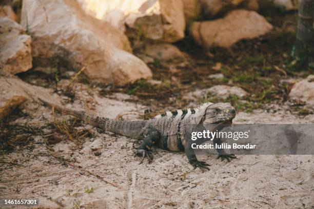 iguana on a beach in mexico - isla holbox fotografías e imágenes de stock