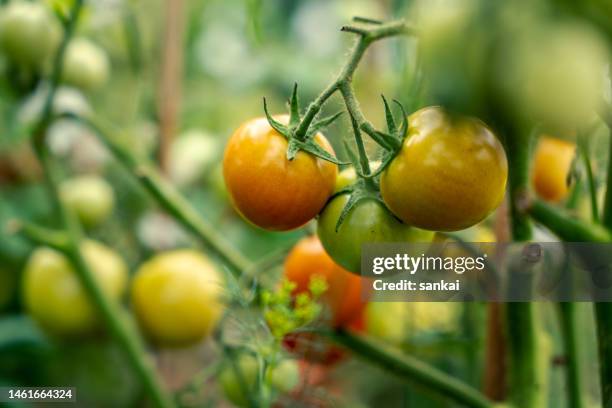 close-up of the small unripe tomatoes on the branch, at backyard garden - unripe stock pictures, royalty-free photos & images