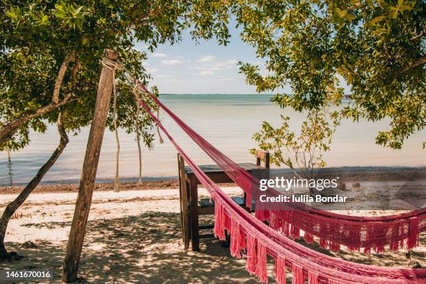 hammok on a beach - cozumel stock pictures, royalty-free photos & images