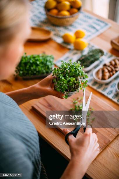 woman harvests the micro greens - microgreen stock pictures, royalty-free photos & images