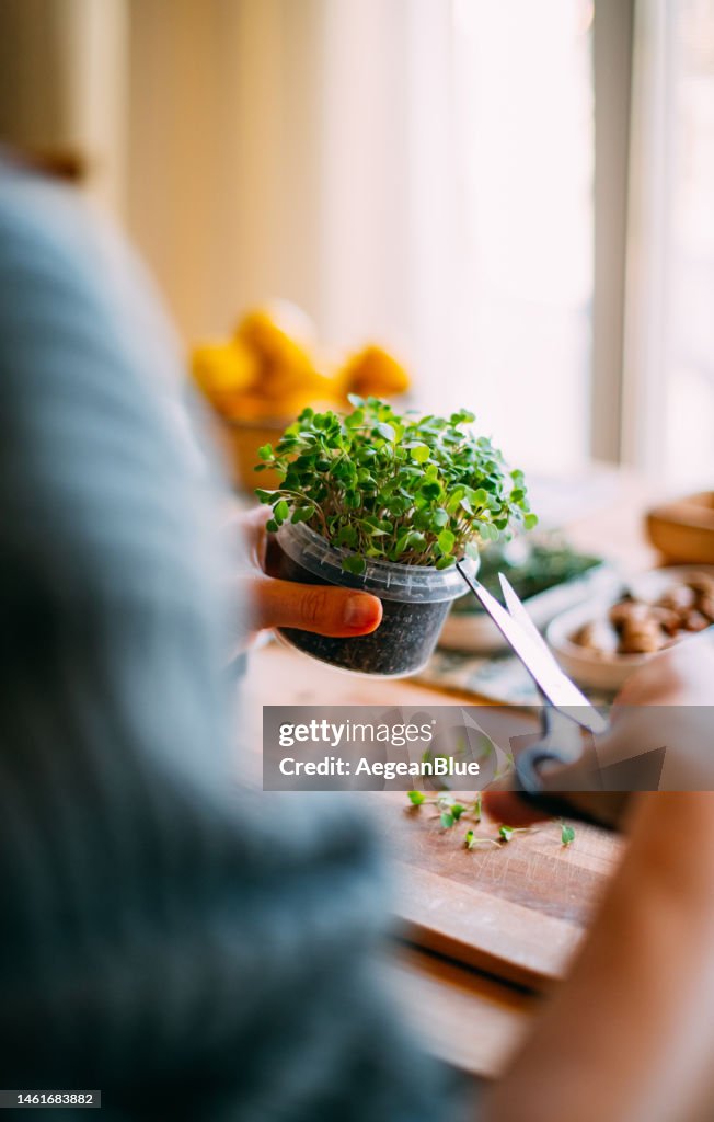 Mujer cosecha los microgreens