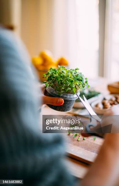 woman harvests the microgreens - microvegetal imagens e fotografias de stock