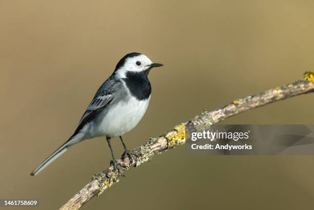beautiful white wagtail (motacilla alba) - wagtail stock pictures, royalty-free photos & images