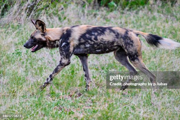 african wild dog - kruger national park, south africa - lycaon photos et images de collection