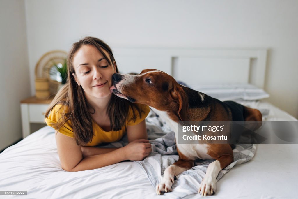 Un tenero cane tricolore bacia il suo proprietario mentre si sdraiano sul letto della camera da letto