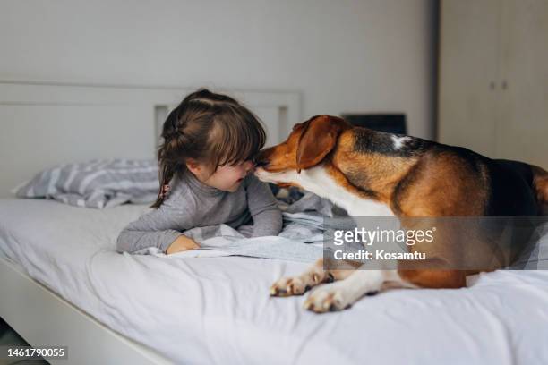hundehund küsst ein kleines mädchen, während sie auf dem bett im schlafzimmer liegen und spaß haben - dog licking face stock-fotos und bilder