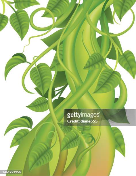 beanstalk or vine on a transparent background - beanstalk stock illustrations