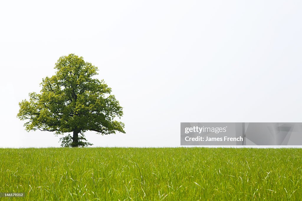 A tree in a field