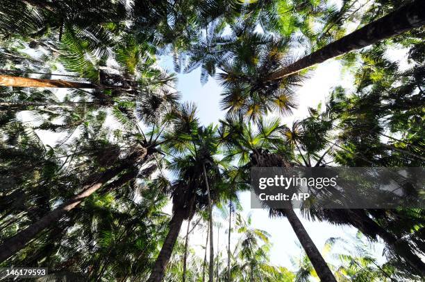 Acai trees grow in a reafforest area at the farm of Brazilian farmer Manoel Jose Leite, in Anapu, in the northern Brazilian state of Para, on June 1,...