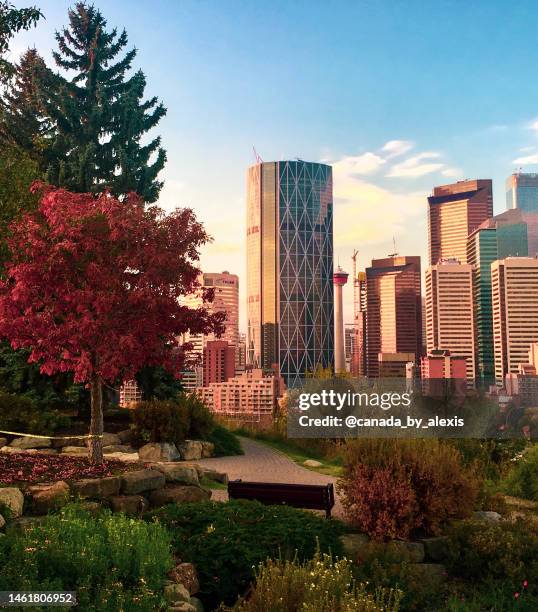 city in autumn - calgary bridge stock pictures, royalty-free photos & images
