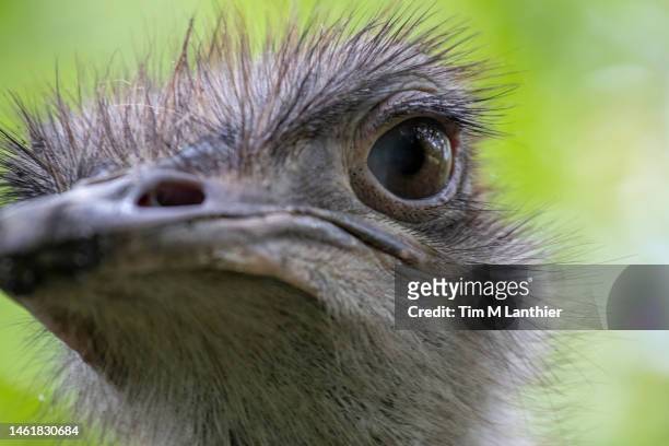 close up of ostrich - tierisches auge stock-fotos und bilder