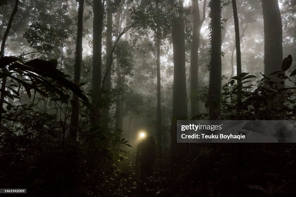 Homme marchant dans la forêt tropicale la nuit - Photo d’archives