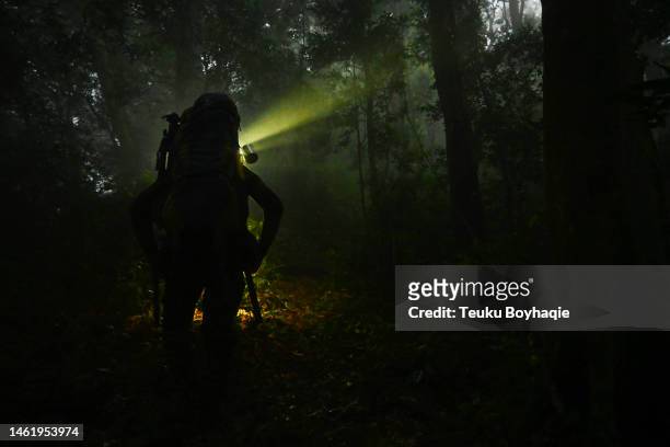 man walking in rainforest at night - stock photo - coping stock pictures, royalty-free photos & images