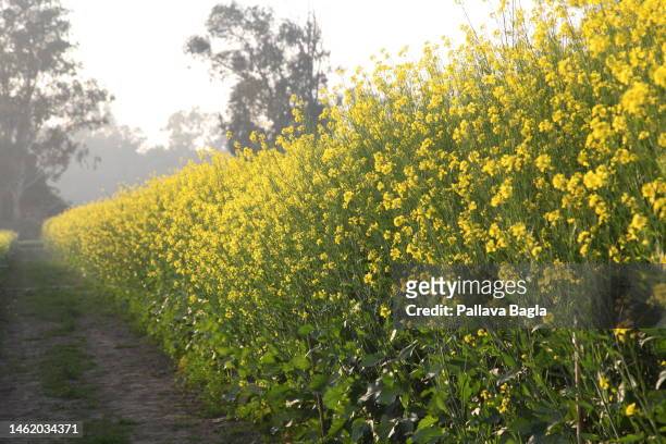Views of a genetically modified or genetically engineered mustard plant growing in a field on January 28, 2023 in India. On request by the...