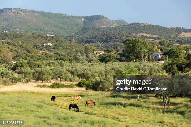 view across verdant countryside to monte pischinaris, aka monte peschinaris, monte pettenadu, horses grazing in field, alghero, sassari, sardinia, italy - olivenhain stock-fotos und bilder