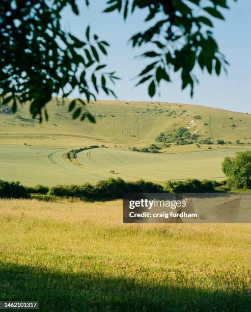 summer detail - south downs national park stock pictures, royalty-free photos & images