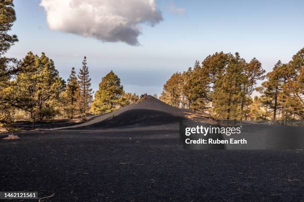 canary pine tree landscape at cumbre vieja volcanic area - volcanic activity - fotografias e filmes do acervo