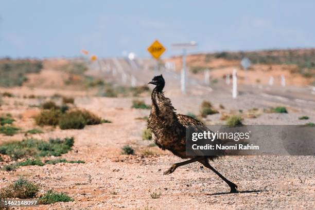 Emu In Bush 82 Emu Bush Stock Photos, High-Res Pictures, and Images - Getty Images