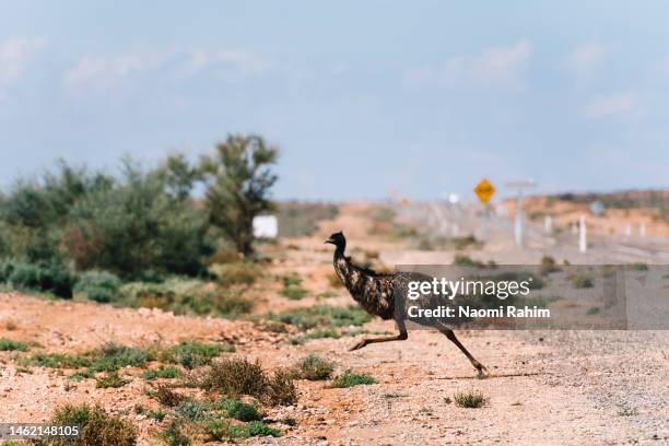 emu running across a desert road in outback australia - emu legs stock pictures, royalty-free photos & images