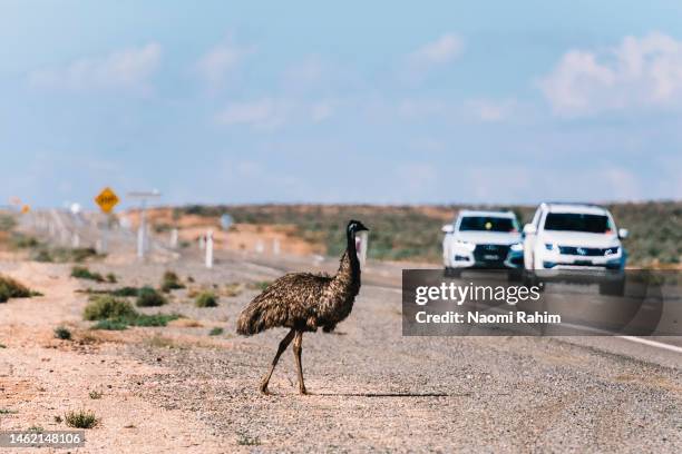 emu crossing the road in the australian outback - australian outback animals stock pictures, royalty-free photos & images
