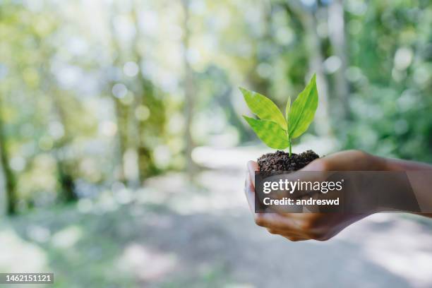 planta joven en las manos de un niño - environmental issues fotografías e imágenes de stock