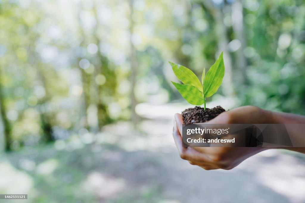 Young plant in a child's hands
